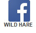 wild_hare_web001001.jpg